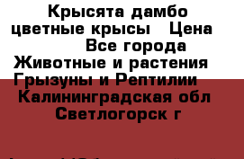 Крысята дамбо цветные крысы › Цена ­ 250 - Все города Животные и растения » Грызуны и Рептилии   . Калининградская обл.,Светлогорск г.